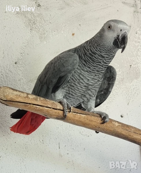 полово зряло мъжко кралско Жако, снимка 1