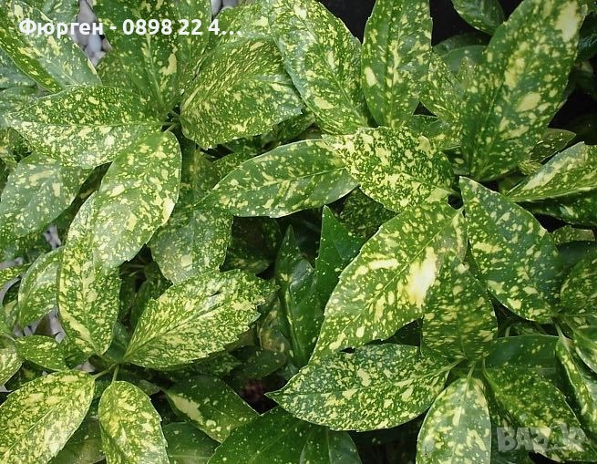 Аукуба -Aucuba, снимка 1