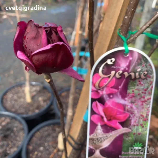 Magnolia Genie-Магнолия Джейн, снимка 1