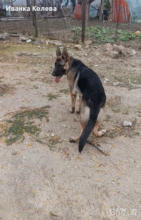 Продавам чистокръвна немска овчарка на 11 месеца , снимка 1