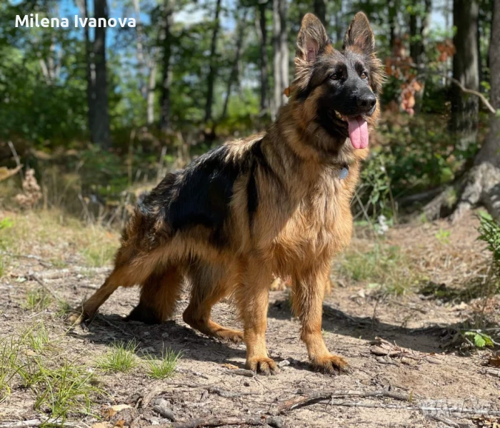 Женска немска овчарка с дълъг косъм , снимка 1