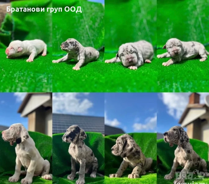 Немски дог с родословие, снимка 1