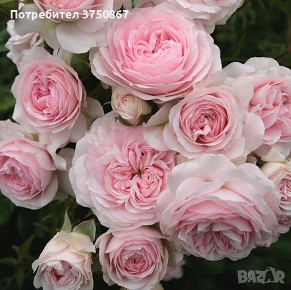 🌹 РОЗА 🌹 Larissa® rose 🌹, снимка 1