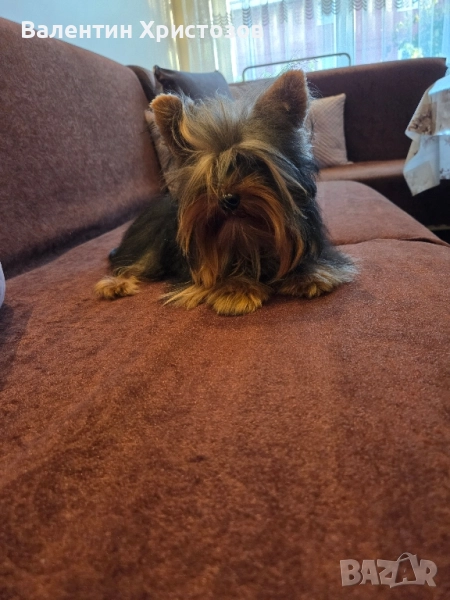 йорки йоркширски териер мини, снимка 1