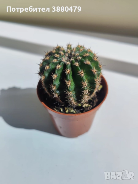 красив кактус, снимка 1