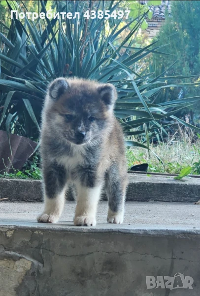 Женски Акита ину, снимка 1