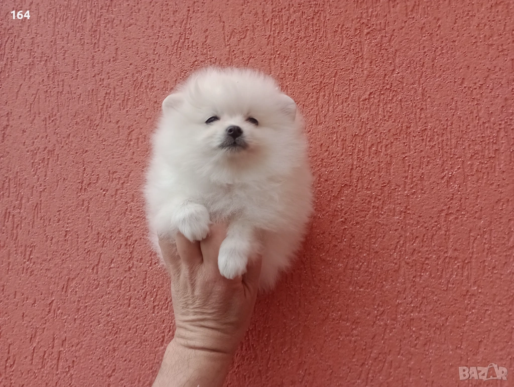 Бял мъжки Померан. Реални снимки от 01.02.26 г., снимка 1
