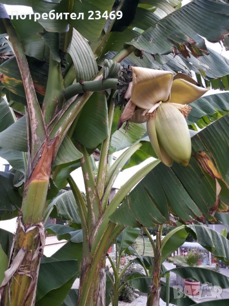 Банан . Бананова палма , снимка 1