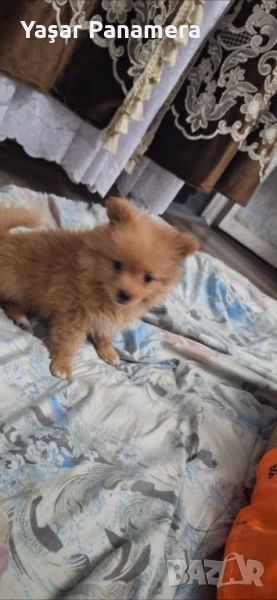 Продава се померан , снимка 1
