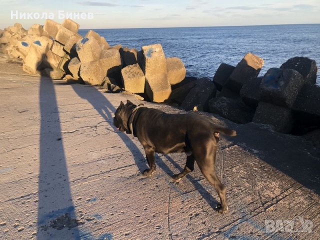 (РАЗПЛОД ) Родословно кане корсо мъжко от развъдник в Сърбия , снимка 6 - Търси партньор - 31502636