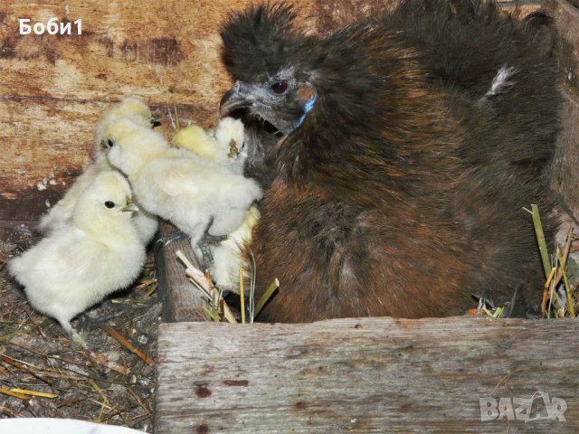 Яйца от копринки, снимка 11 - Кокошки и пуйки - 28681077