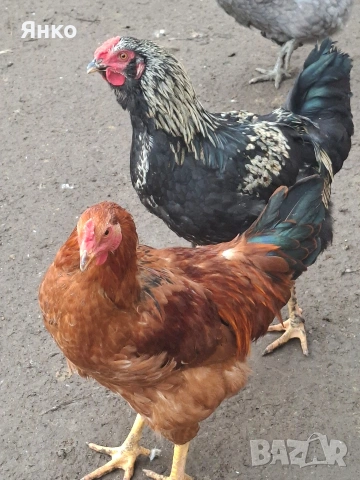 Домашни петли, снимка 15 - Кокошки и пуйки - 52912712