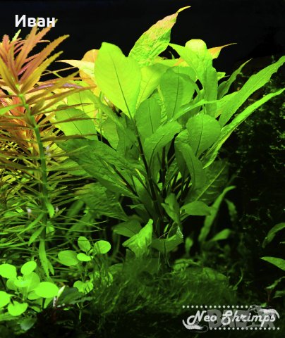 Торове за аквариумни растения, снимка 8 - Други - 40176371