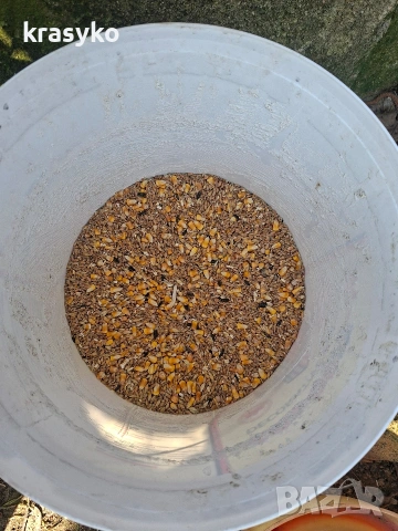 Петел, снимка 6 - Кокошки и пуйки - 53895634