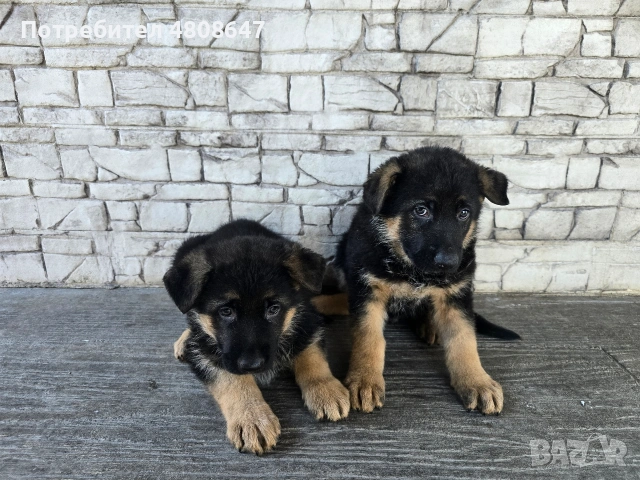 Немски овчарки , снимка 11 - Немска овчарка - 54320500