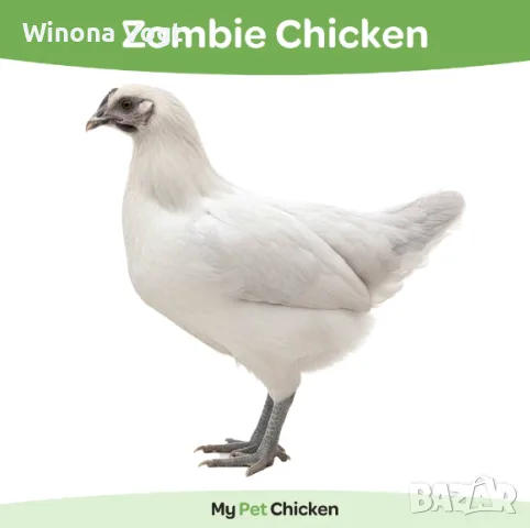 Зомби пилета - Zombie Chicken - яйца за люпене