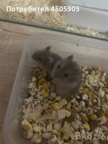 Мини хамстери, снимка 2 - Хамстери - 52541692