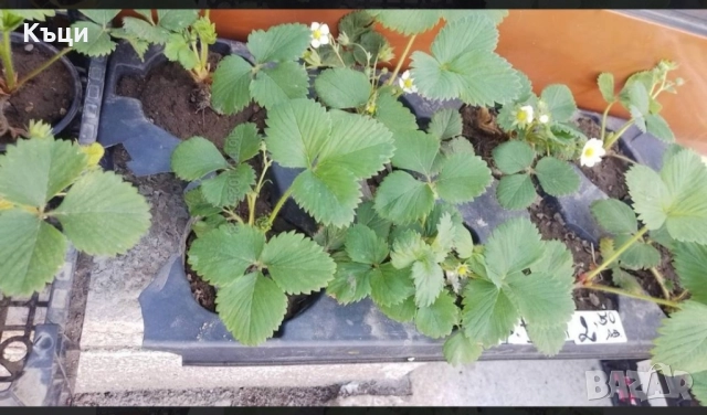 В саксия ягоди ,само корен 1лев.