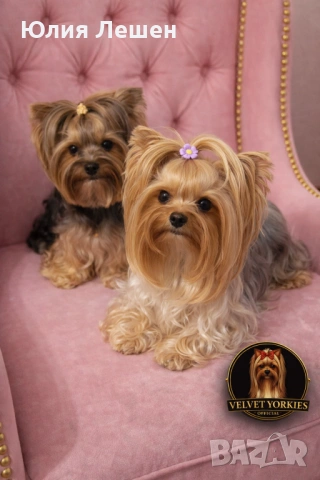 Продавам йоркширски териери