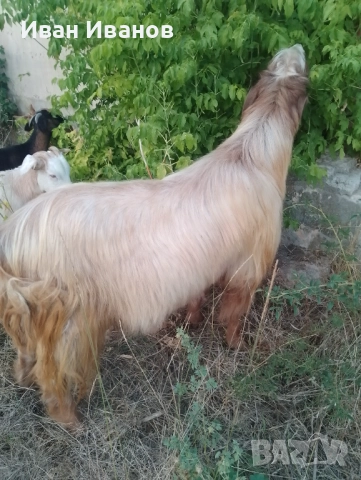 Продавам кози дойни , ярета и двугодишен козел, снимка 1