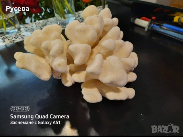 Красив естествен корал, снимка 3 - Колиета, медальони, синджири - 42696506