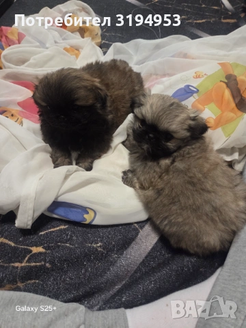 Пекинез, снимка 2 - Други - 53005339