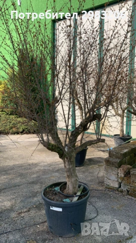 Продавам растения от нар, снимка 2 - Градински цветя и растения - 54081734