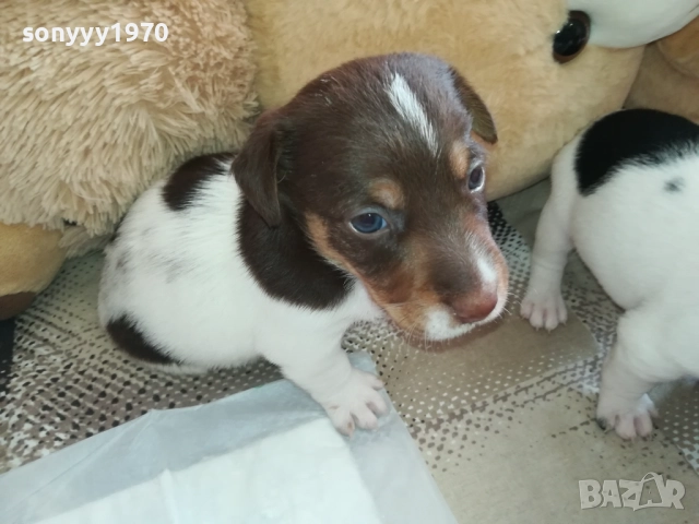 продаваме кученце джак ръсел 0709251739, снимка 2 - Джак ръсел териер - 51634477