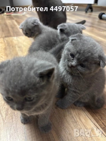 Шотландски клепоухи пухчета, снимка 6 - Британска късокосместа - 52636502
