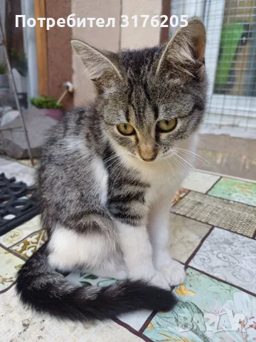 Женски котета търсят дом, снимка 5 - Други - 47355560
