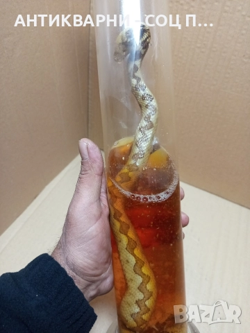 Стара Образователна Препарирана Носорога Усойница Пепелянка. , снимка 3 - Антикварни и старинни предмети - 52930839