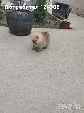 Померан, померанчета, мини померани, снимка 4 - Померан - 31625948