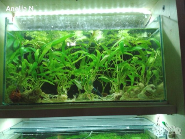 Растения за аквариум, снимка 2 - Оборудване за аквариуми - 30899041