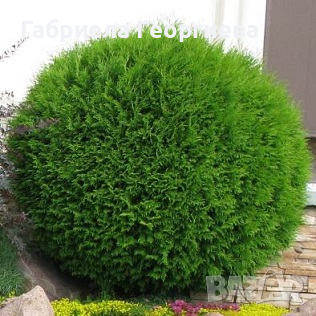 Кълбовидна Туя "Тини-Тим", снимка 1 - Градински цветя и растения - 44575459