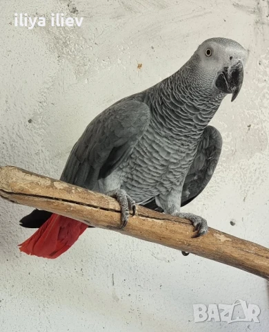 полово зряло мъжко кралско Жако