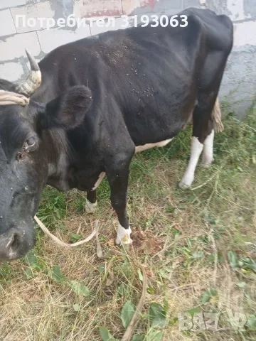 Продава се крава