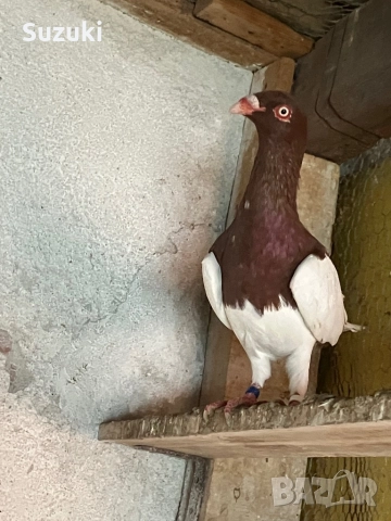 Гълъби - Датски летачи и Спортни пощенски, снимка 16 - Гълъби - 52565161