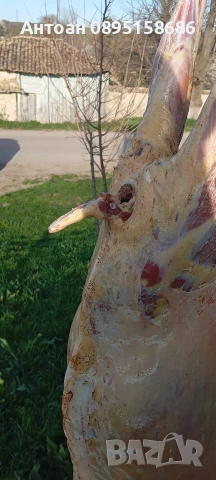 ярета за клане трупно и цели, снимка 2 - Кози - 54137883