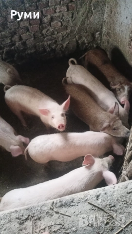 Продавам прасенца, снимка 9 - Прасета - 52857384