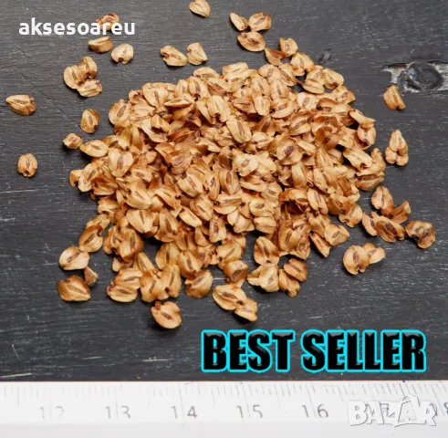 Нови качествени 15 семена от гигантска секвоя мамутово дърво sequoiadendron giganteum за декорация, снимка 4 - Сортови семена и луковици - 50220925