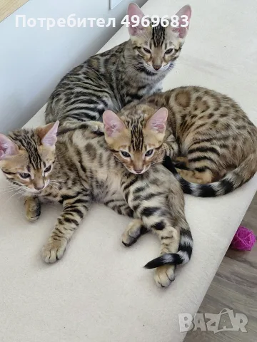 Бенгалски котенца 