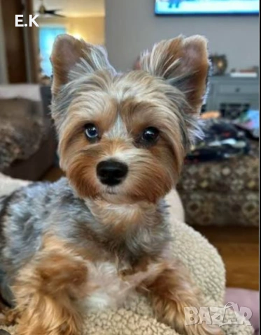 Йоркширски териер, мъжки мерле