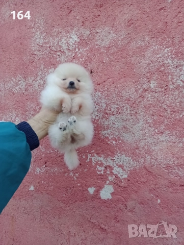 Женски Померани. Снимки от днес !, снимка 3 - Померан - 52874723