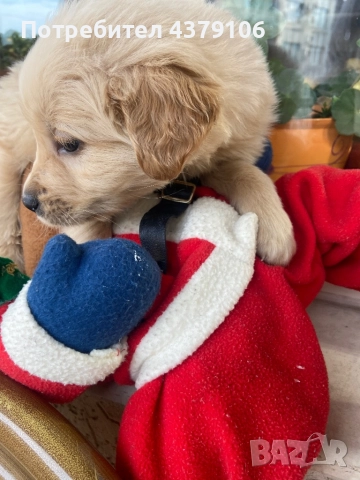 Голдън ретривър  златисто момченце, снимка 6 - Голдън ретривър - 52823551