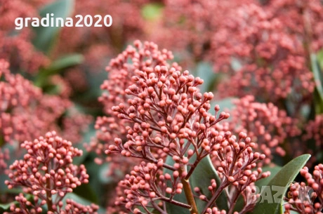 Скимия – Японски люляк (Skimmia japonica), снимка 3 - Разсади - 53967463