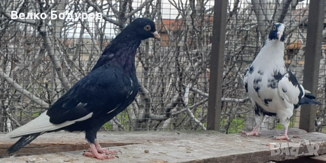 Пазарджишки високо летци. , снимка 4 - Гълъби - 52265511