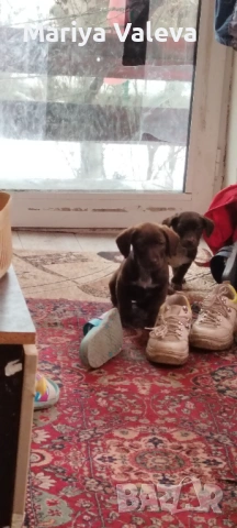 Кученца Курцхар , снимка 14 - Курцхаар - 52863953