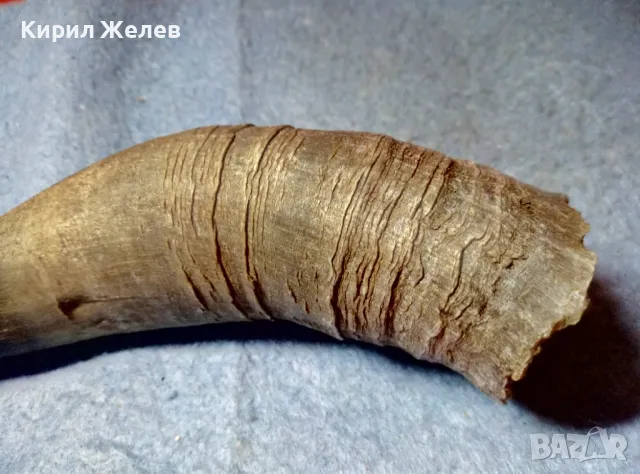 Стар БИВОЛСКИ ГОВЕЖДИ РОГ За КОЛЕКЦИЯ ТЕМАТИЧНА ДЕКОРАЦИЯ 47837, снимка 3 - Други ценни предмети - 47971760