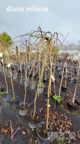 Карагана плачеща, Caragana arborescens pendula, снимка 9 - Градински цветя и растения - 52922912