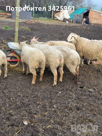 продавам шилета,овце, снимка 2 - Овце - 53081959